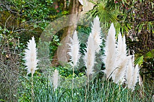 Cortaderia selloana