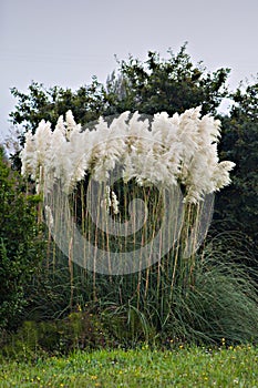 Cortaderia selloana