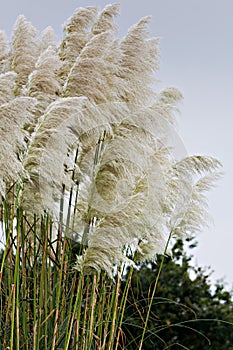 Cortaderia selloana