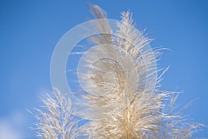 Cortaderia selloana in the botanical garden.