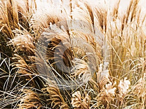 Cortaderia selloana commonly known as pampas grass