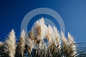 Cortaderia selloana, commonly known as pampas grass