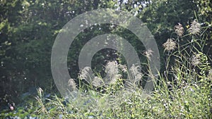 Cortaderia selloana. A field of lush grass swaying gently in the wind, with a backdrop of dense forest