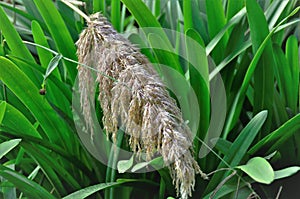 Cortaderia selloana flower