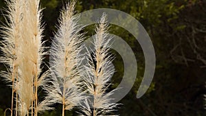 Cortaderia selloana is a flowering plant native to southern South America