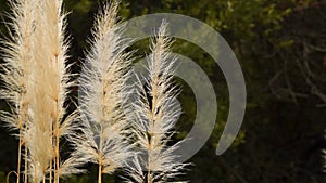 Cortaderia selloana, is flowering plant native to southern South America