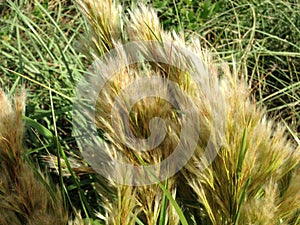 Cortaderia selloana Grass in Miami.