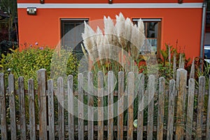 Cortaderia selloana grows in autumn. Berlin, Germany