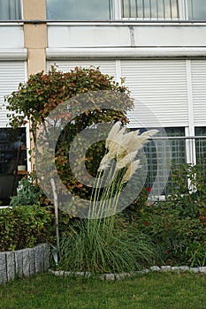 Cortaderia selloana grows in autumn. Berlin, Germany