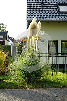 Cortaderia selloana grows in October. Berlin, Germany