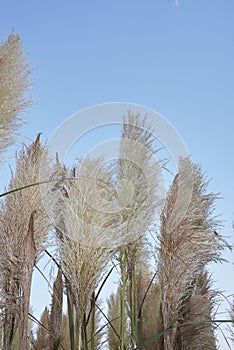 Cortaderia selloana inflorescence