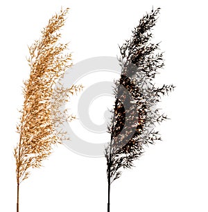 Cortaderia Selloana isolated on white background with black alpha mask