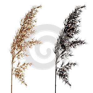 Cortaderia Selloana isolated on white background with black alpha mask