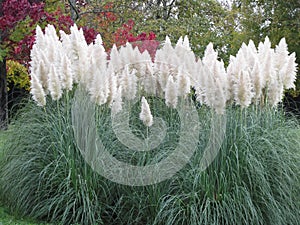 Cortaderia selloana known as pampas grass photo