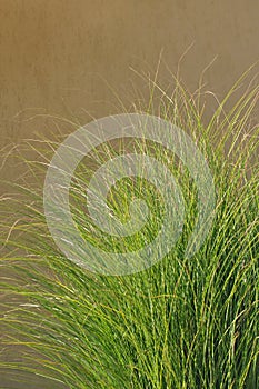 Cortaderia selloana photo