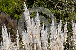 Cortaderia Selloana, or Pampas Grass