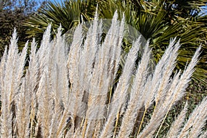 Cortaderia Selloana, or Pampas Grass