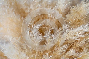 Cortaderia selloana  pampas grass is beautiful under blue sky in Japan. Shiroganeyoshi in Japanese. White puffy plants close up