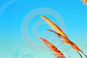 Cortaderia Selloana or Pampas Grass on Blue Sky