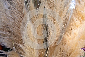 Cortaderia selloana or pampas grass with graceful white inflorescence plumes flowering in October, Greece