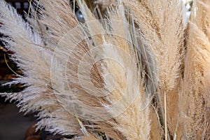 Cortaderia selloana or pampas grass with graceful white inflorescence plumes flowering in October, Greece