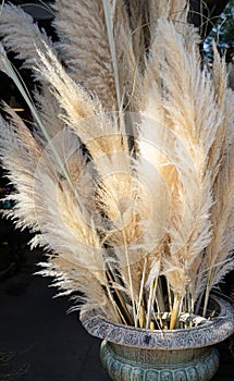 Cortaderia selloana or pampas grass with graceful white inflorescence plumes at the greek flowers shop in October