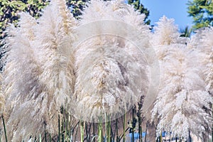 Cortaderia selloana, Pampas grass Large fluffy spikelets of white and silver-white color