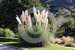 \'Cortaderia selloana\' in the park. Tbilisi botanical garden.