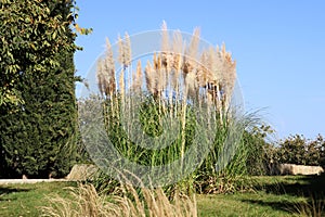 \'Cortaderia selloana\' in the park. Tbilisi botanical garden.