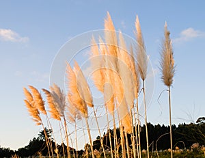 Cortaderia selloana plant