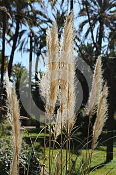 Cortaderia Selloana plant in the garden