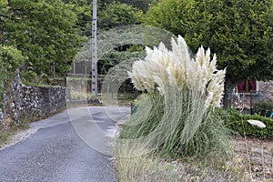 Cortaderia selloana plant photo