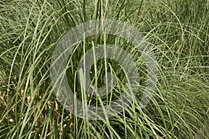 Cortaderia selloana plants