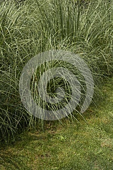 Cortaderia selloana plants