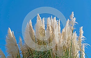 Cortaderia selloana pumila silver yellow plant