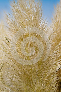 Cortaderia selloana pumila silver yellow plant macro shot