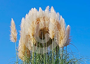 Cortaderia selloana pumila silver yellow plant pampas grass foliage