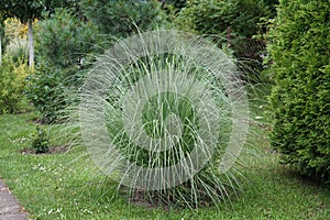 Cortaderia selloana is a species of flowering plant in the Poaceae family. It is referred to by the common name pampas grass.