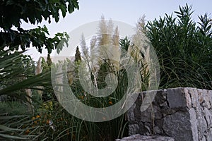 Cortaderia selloana is a species of flowering plant in the Poaceae family. It is referred to by the common name pampas grass.