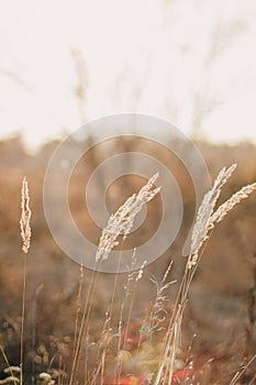 Cortaderia selloana tall trendy pampass grass swaying majestically in the wind against sunset field