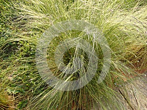 Cortaderia selloana, top view