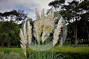 Cortaderia sellowiana flowers in the park