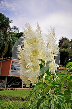 Cortaderia sellowiana grass in the park