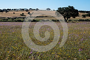 Corte Pequena in Southeastern Portugal