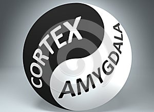 Cortex and amygdala in balance - pictured as words Cortex, amygdala and yin yang symbol, to show harmony between Cortex and photo