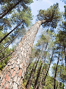 Cortex pine close up