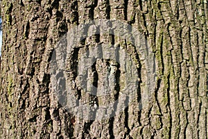 Cortex (rind, bark) of trunk