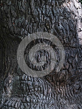 Cortex of tree background