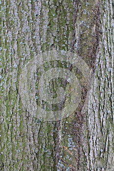 Cortex of tree in castle garden by Budatin castle, Å½ilina region