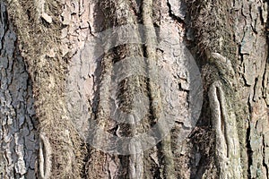 Cortex of tree in castle garden by Budatin castle, Å½ilina region